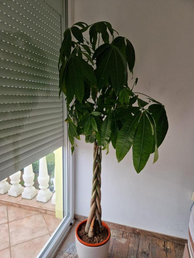 Apartment Vilic Pula Buitenkant foto